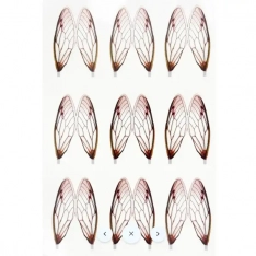 Cicada Wings