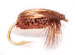 Brown Beetle
