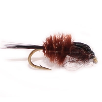 Carty'S Colobriscus