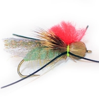 General Terrestrial Olive