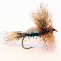Humpy Peacock