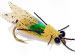 Russells Cicada