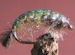 Nymphs: Caddis