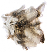 English Grouse Plumage