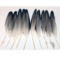 Mallard Wing Quills Natural Gray