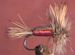 Humpy Red