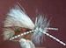 Terrestrial Dry Flies