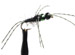 Nymphs: Tungsten 2