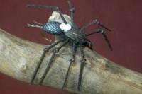 Sparkys Spider Black