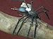 Sparkys Spider Black