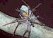 Sparkys Spider Brown