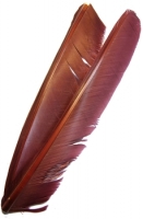 Turkey Biot Quills