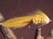 Yellow Lady